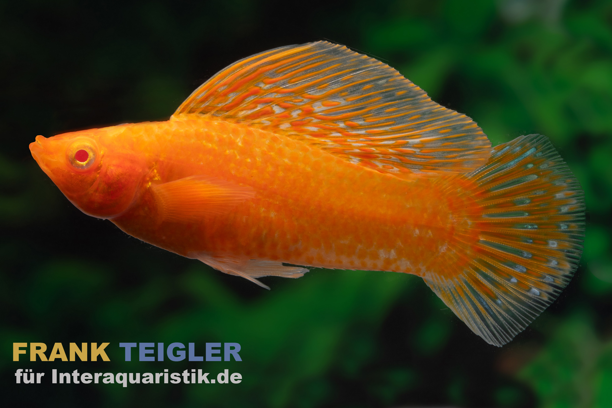 Segelkärpfling Sunset Glühlicht, Poecilia velifera, Premium XL